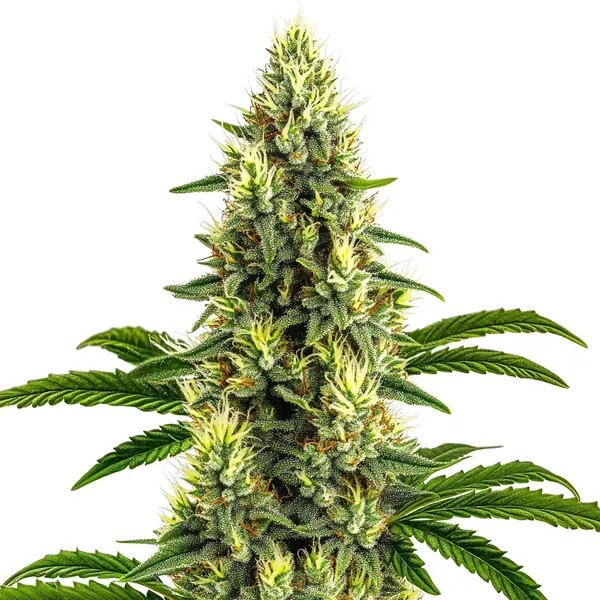California Dream-image