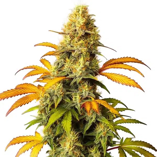 California Hash Plant-image