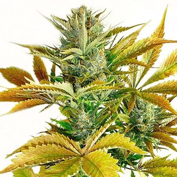 California Haze-image