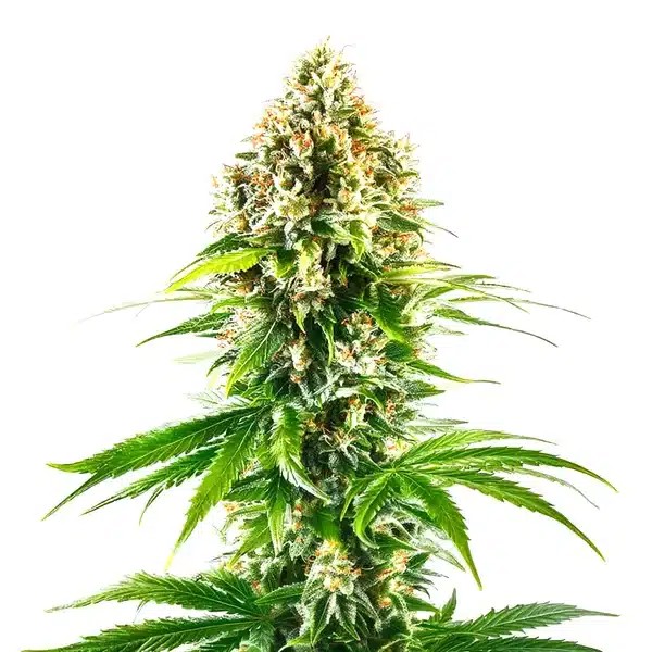 California Orange Regular-image