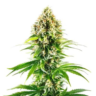 California Orange Regular
