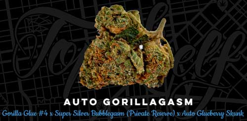 auto-gorillagasm-image
