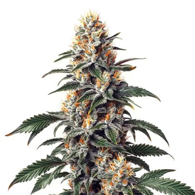 California Orange x Skunk
