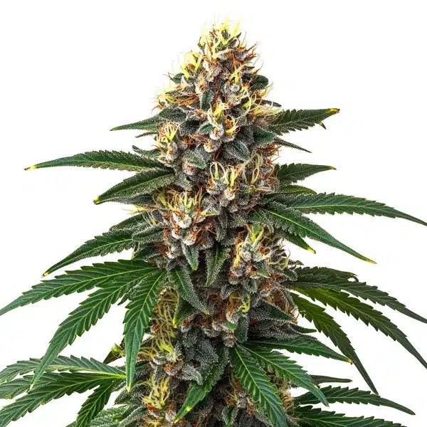 Candy Kush-image