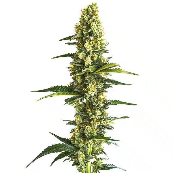 Candy Kush Fast Version-image