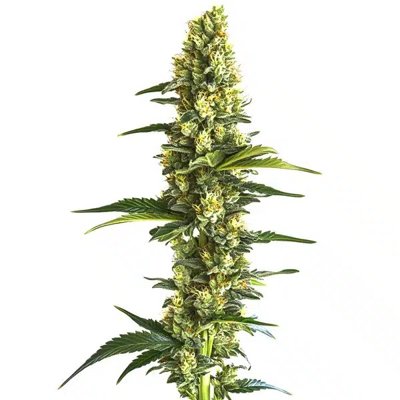 Candy Kush Fast Version