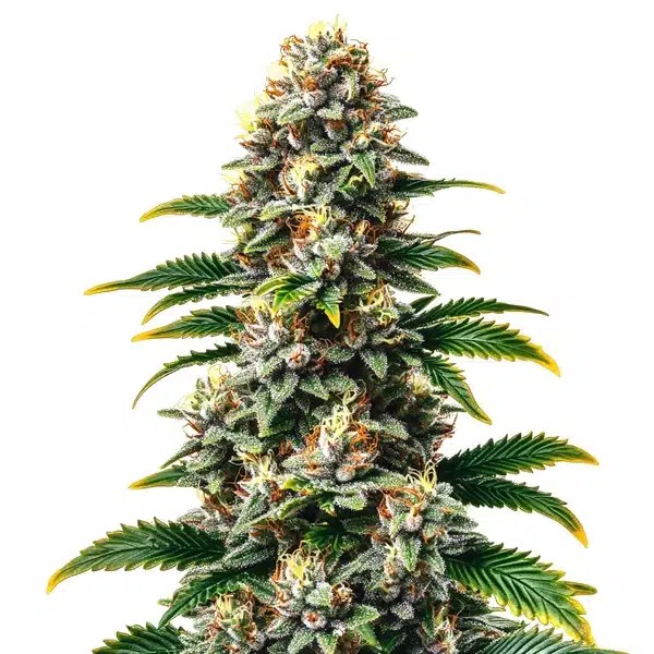 Candy Kush Regular-image