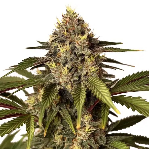 Candy Kush x Do-Si-Dos-image