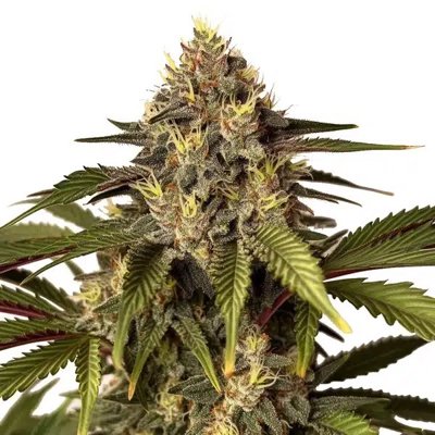 Candy Kush x Do-Si-Dos