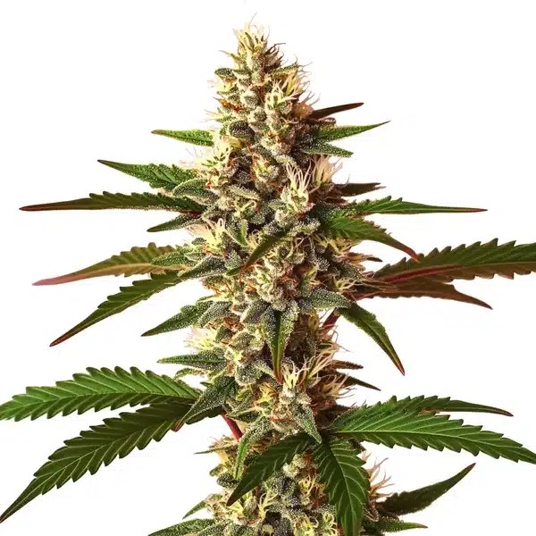 Candy Punch Regular-image