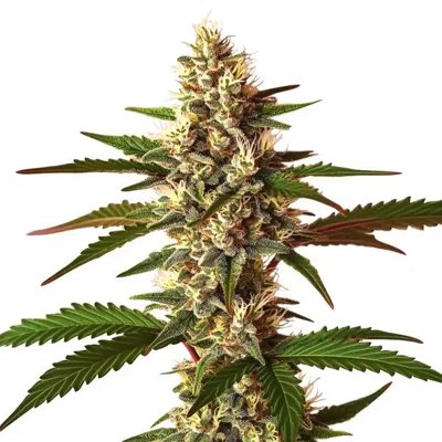 Candy Punch Regular