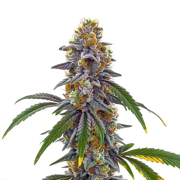 Candyland-image