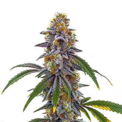 Candyland