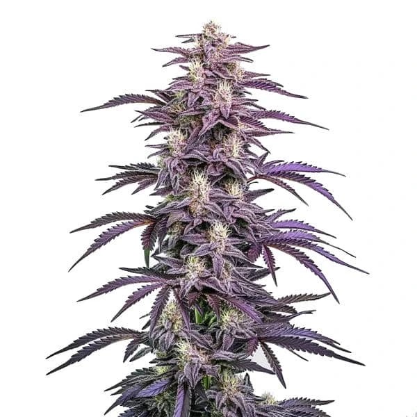 Candyland Peyote-image