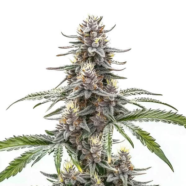 Cannatonic-image