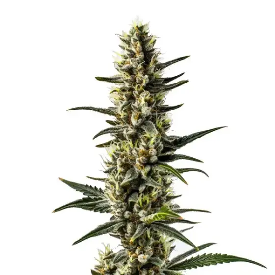 CBD 1-CA