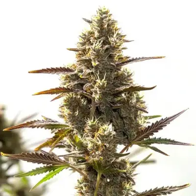 Cbd Auto