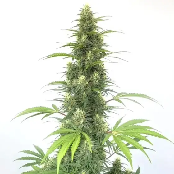 CBD Cheese Auto