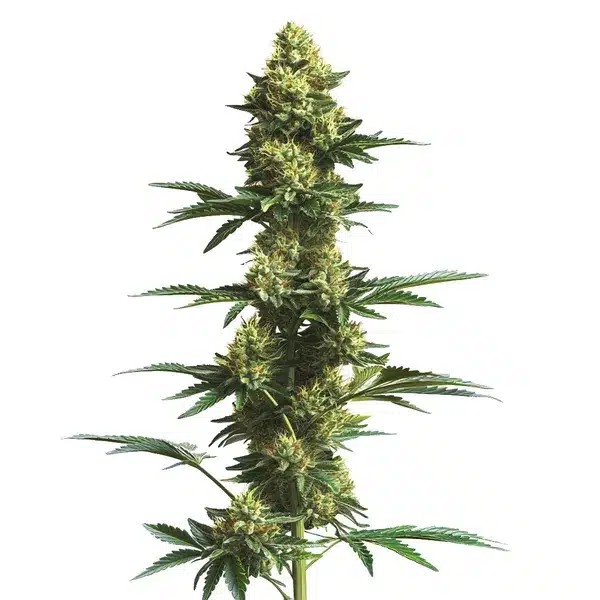 CBD Fruit-image