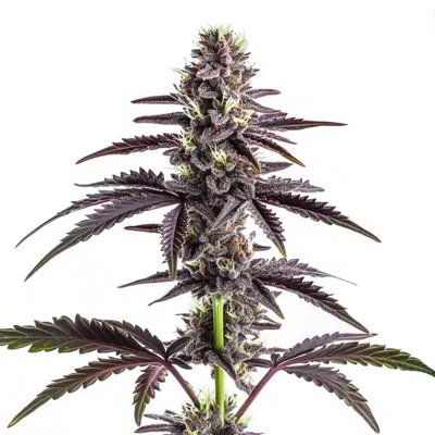 CBD Grape Pie