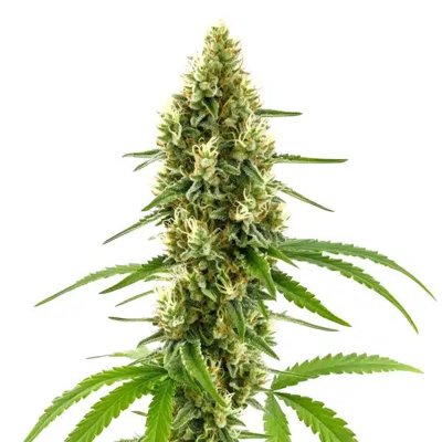 CBD Harlequin Kimbo Kush