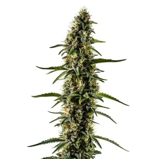 CBD Kush
