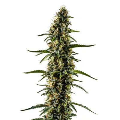 CBD Kush