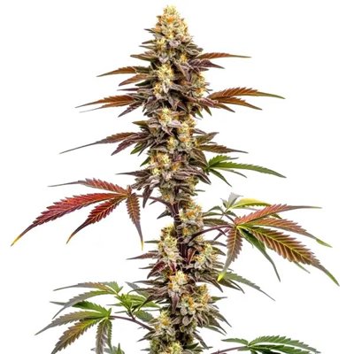 CBD Mango