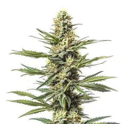 CBD Mexican