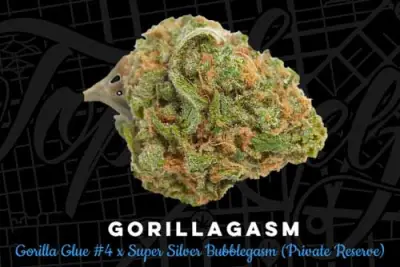 Gorillagasm