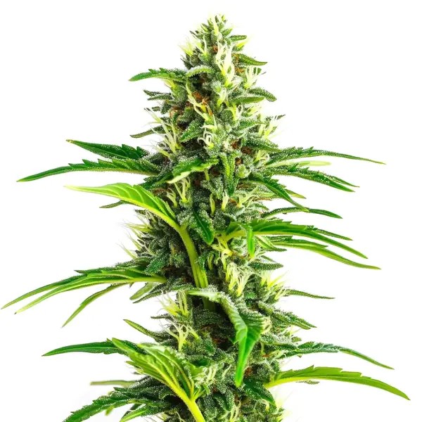 CBD Ratio 1:30-image