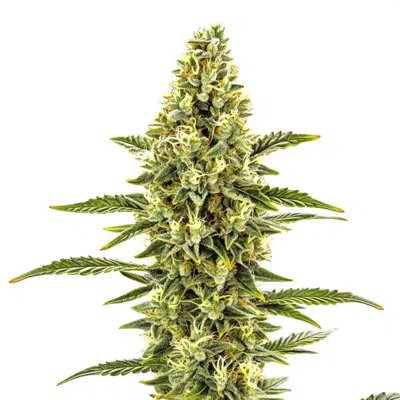 CBD Shishkaberry x Candida