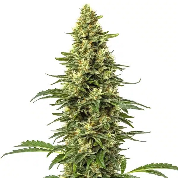 CBD Sour Lemon-image