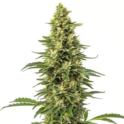 CBD Sour Lemon