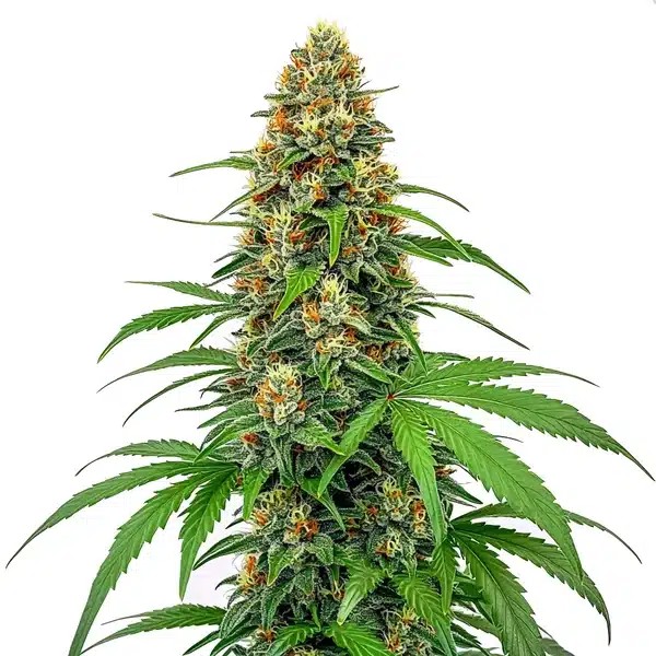 CBD Sour Tangie-image