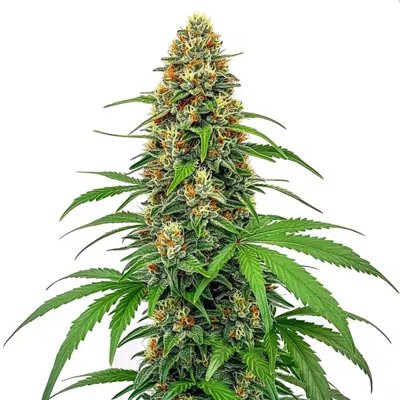 CBD Sour Tangie