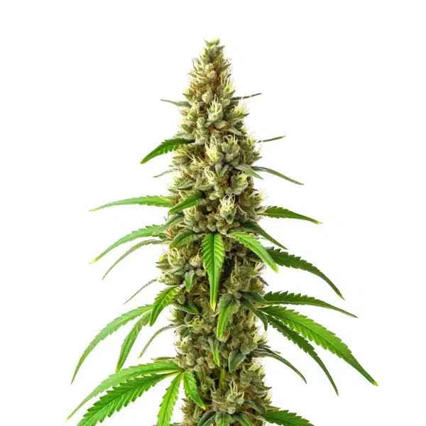 CBD Stephen Hawking Kush-image