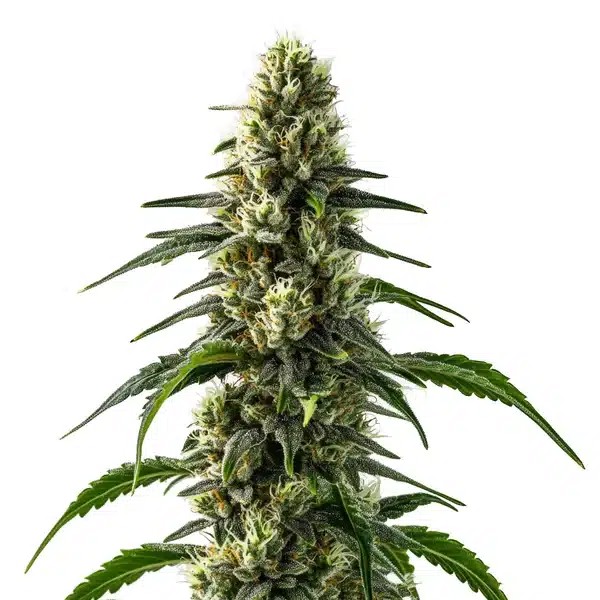 CBD Strawberry-image