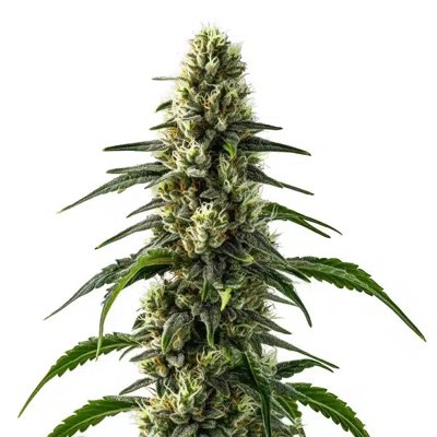CBD Strawberry