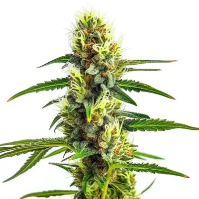 CBD Strawberry 1:30