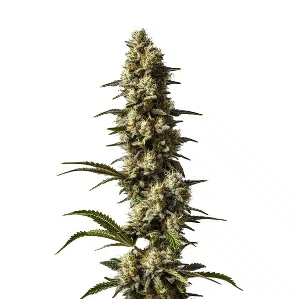 CBD Strawberry Cake-image