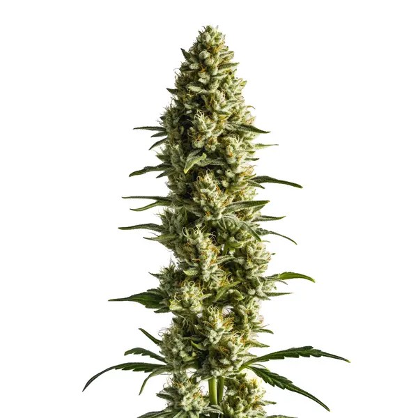 CBD Super Kush-image