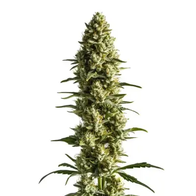 CBD Super Kush