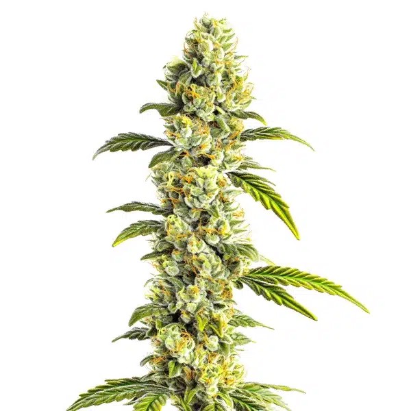 CBD Super Silver-image