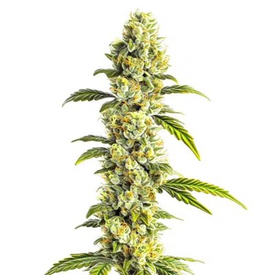 CBD Super Silver