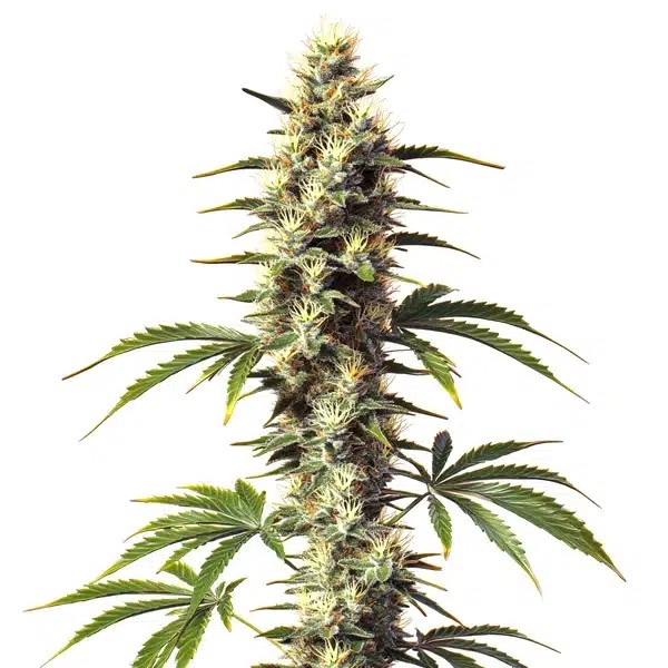 CBD Supreme Durban-image