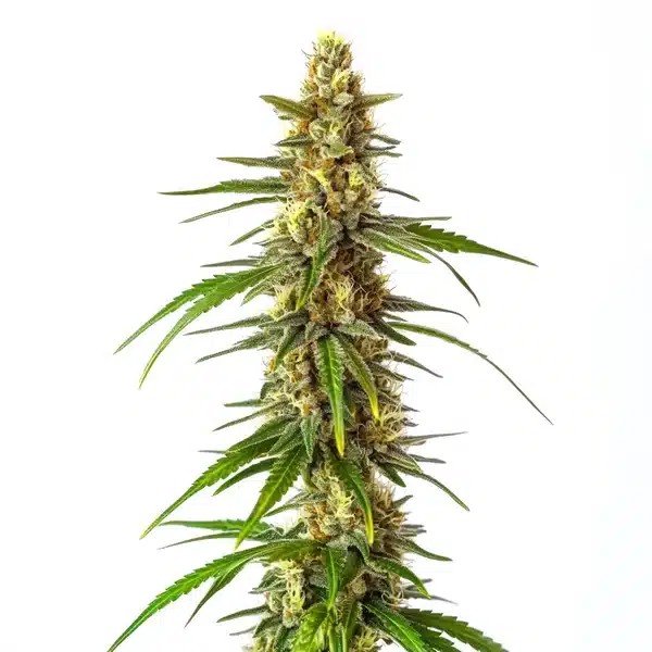 CBD Therapy-image