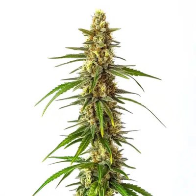 CBD Therapy