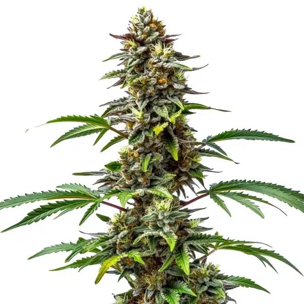 CBD Tutti Frutti-image