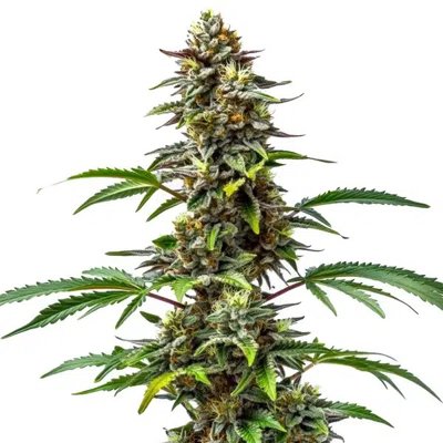 CBD Tutti Frutti